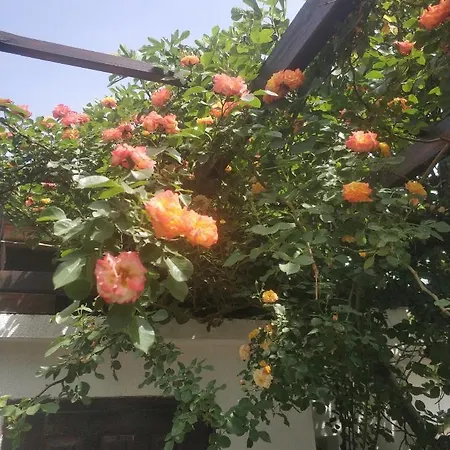 Papanovata House *